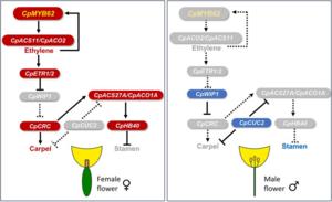 Gene network controlling the specification and development of female and male flowers in cucurbits.