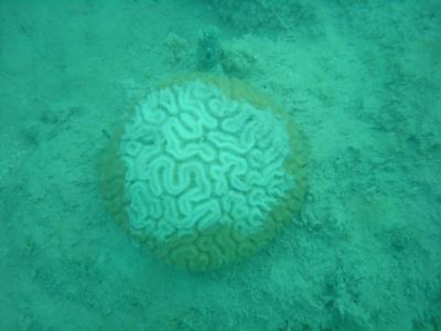 Keys, Caribbean Corals Feel the Cold