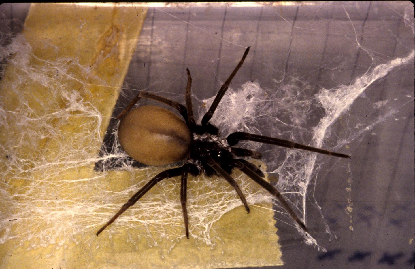 <i>Kukulcania hibernales</i> on Web