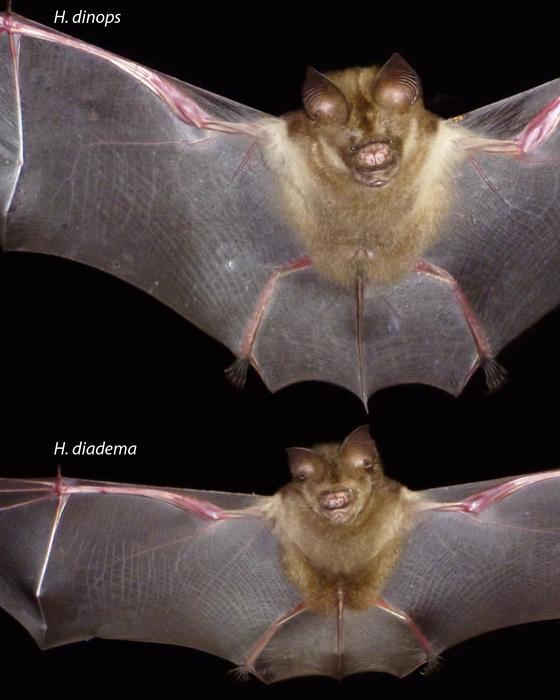 Comparison of bat body size