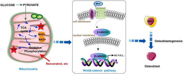 Potential Role of Natural Compounds Modulating Bone Formation by Mitochondrial Oxidative Phosphorylation