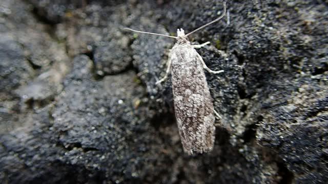 Live Larch Budmoth walking on tundra