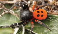Ladybird Spider