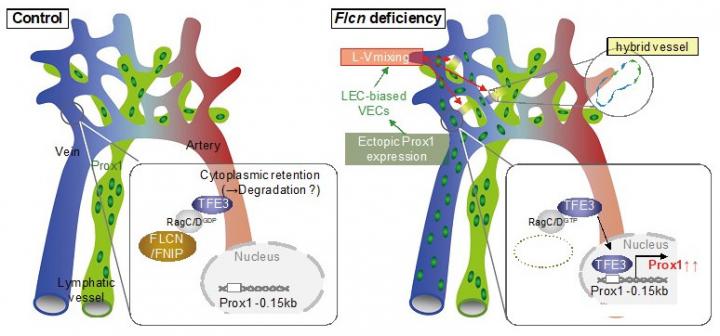 Mechanisms that Maintain the Separation of Blood Vessels and Lymph Vessels