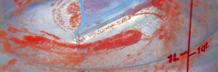 <i>Acropora</i> Coral Larvae