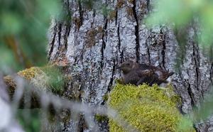 Marbled murrelet, photo by Brett Lovelace