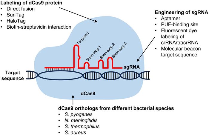 An overview of CRISPR-Cas9-mediated imaging of genomic loci in cells