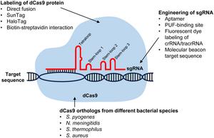 An overview of CRISPR-Cas9-mediated imaging of genomic loci in cells