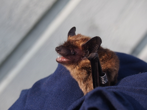 Northern bat