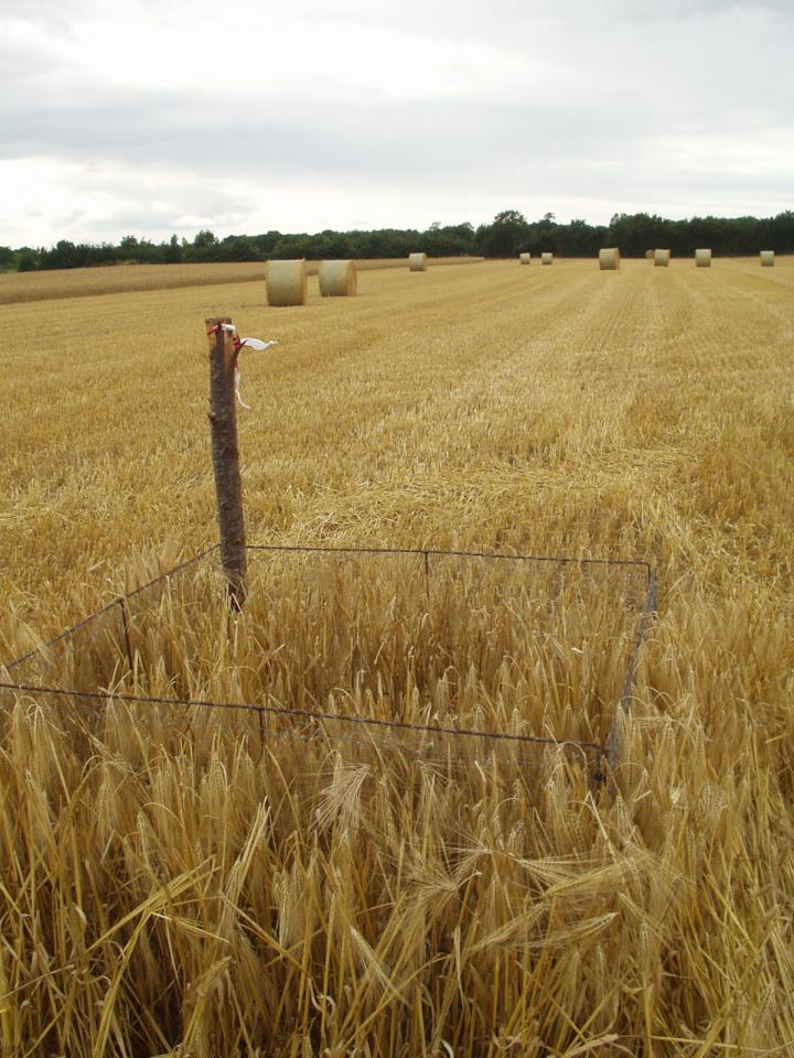 A Nest of a Montagu's Harrier Protected by a Fence