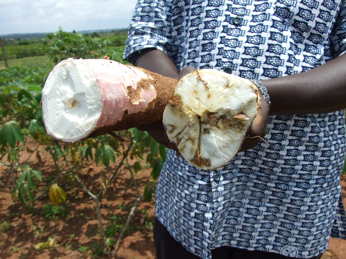 A farmer shows cassava root affected by cassava brown streak virus alongside a healthy root in a country where the disease is present – one of the 64 pathogens assessed by the scientists