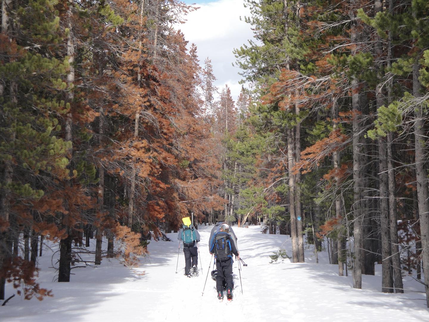 Researchers Ski Past Dying Trees