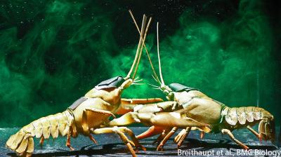 Crayfish Urine Fight