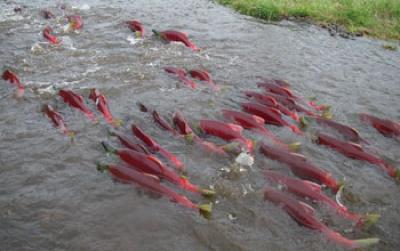 Red Sockeye Salmon in the River