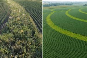 Prairie strips for pollinators