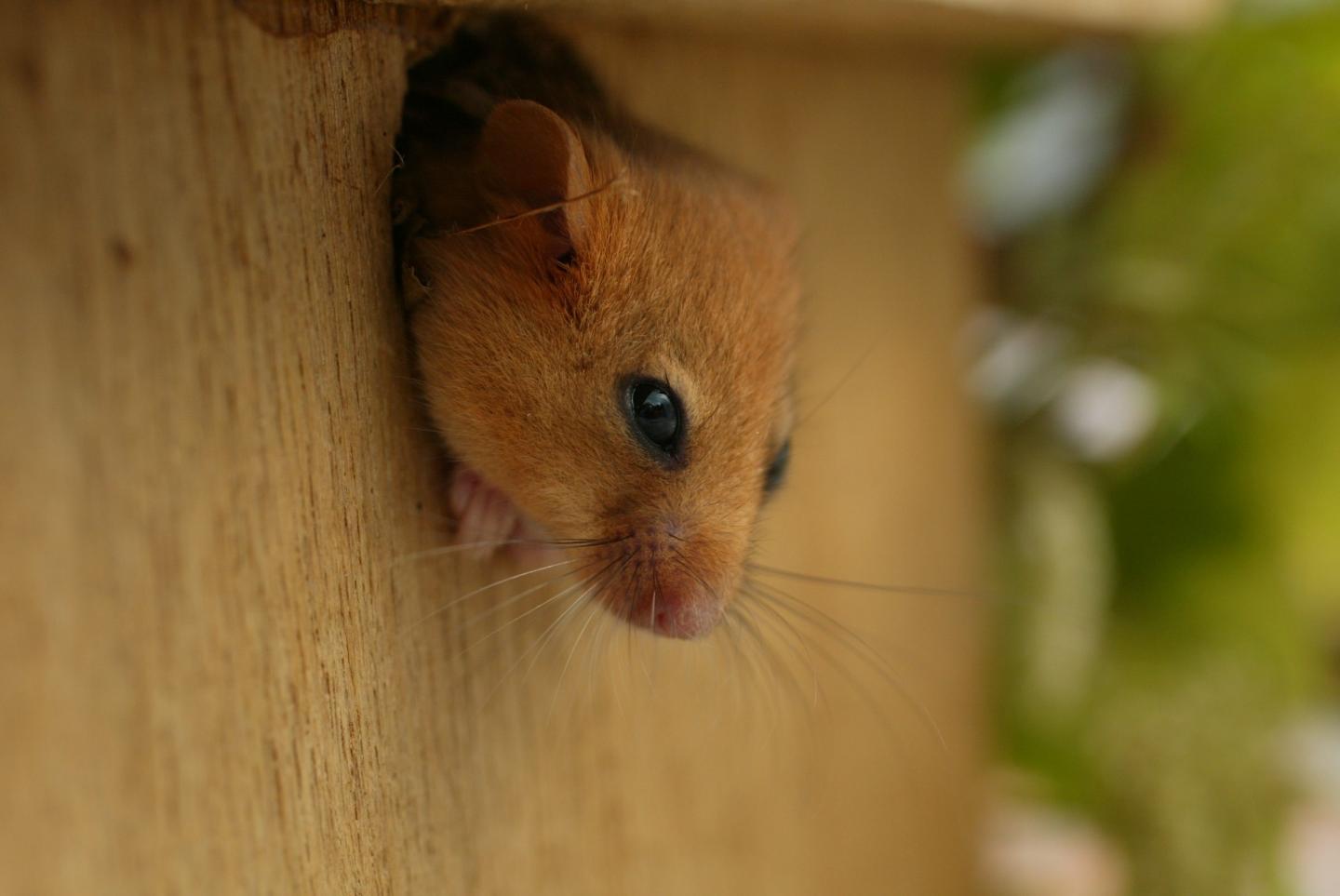 Hazel Dormouse