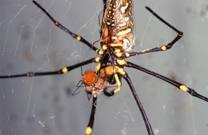 Male Spiders Maximize Sperm Transfer To Count Eurekalert