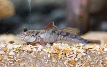 A Mudskipper
