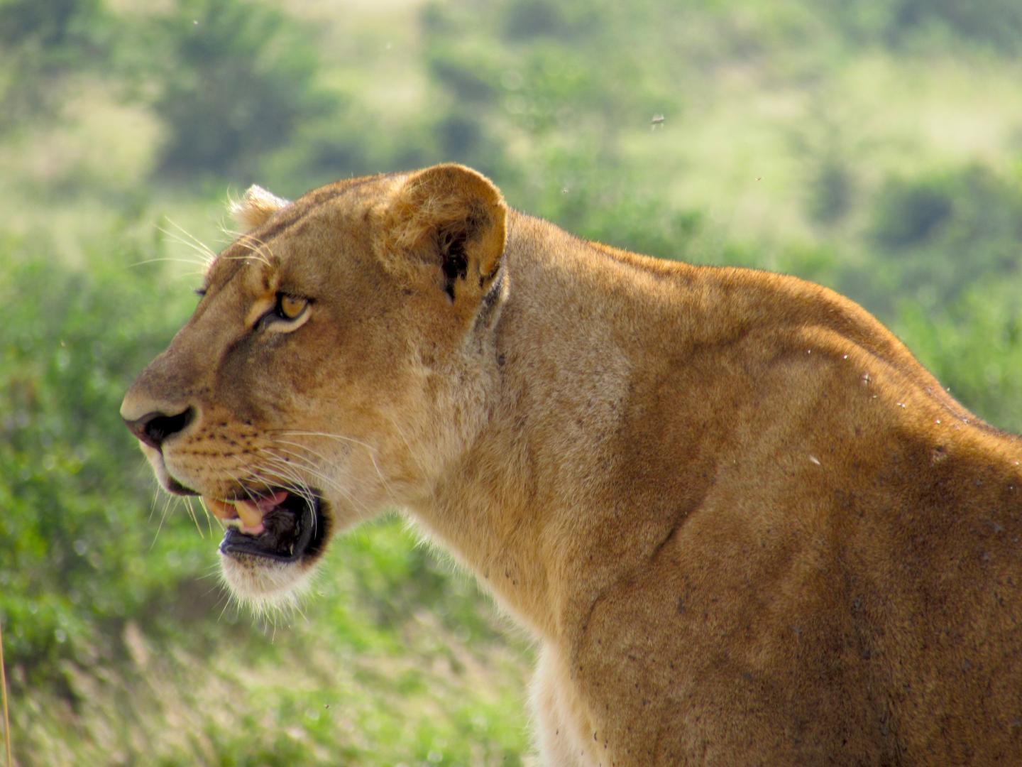 Lioness IMAGE EurekAlert Science News Releases