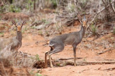 Understanding Why Male Mammals Choose Monogamy (4 of 9)