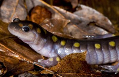 Spotted Salamander