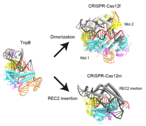 Evolutionary path from TnpB to Cas12 enzymes.