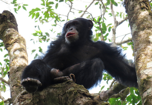 Chimpanzees in Mount Nimba Strict Nature Reserve