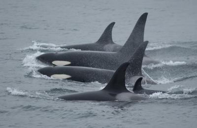 Group of Killer Whales