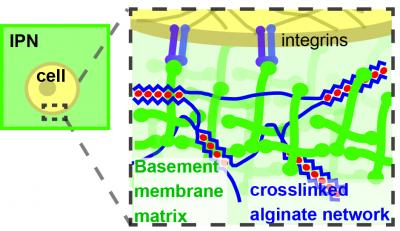 Interpenetrating Alginate Network