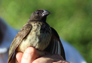 Darwin’s finch