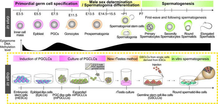 Graphical abstract