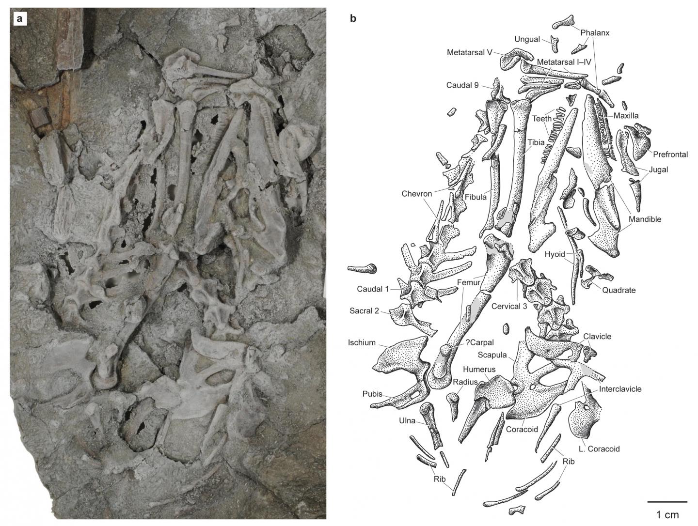 <i>Magnuviator</i> Fossil with Sketch