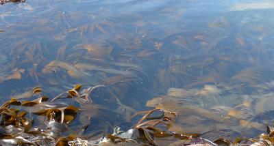 Kelp Biofuel