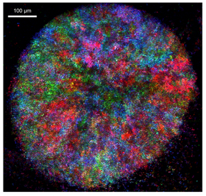 Self-establishing metabolically cooperating communities (SeMeCos)