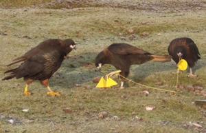 Striated Caracaras With Cones