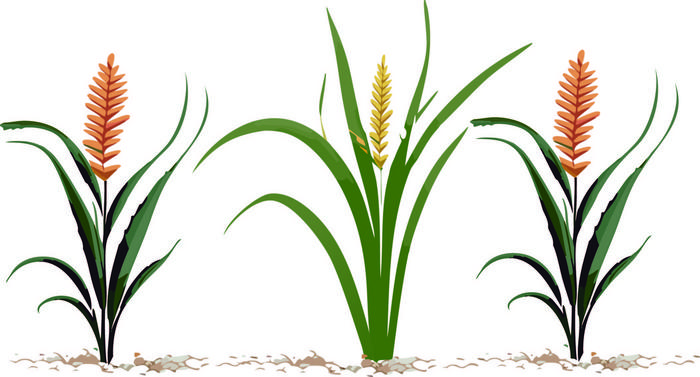 Colorful crop illustration
