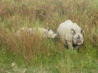 Indian Rhino Mother and Calf_Photo by Tista Ghosh