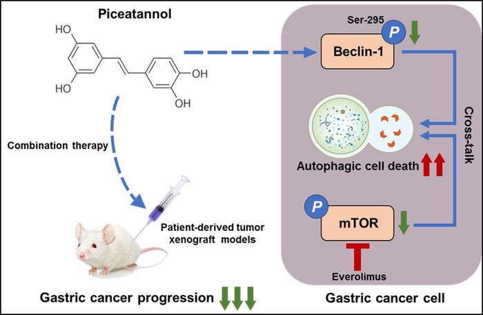 Mechanism and Combination Therapy of Piceatannol in Gastric Cancer