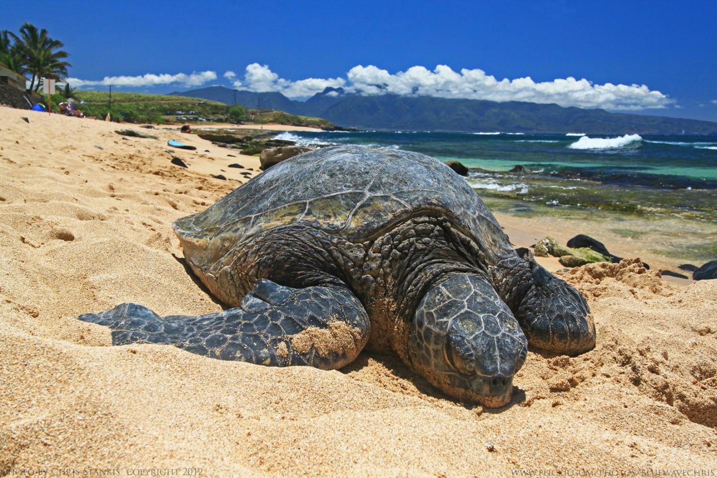 Basking Green Turtle