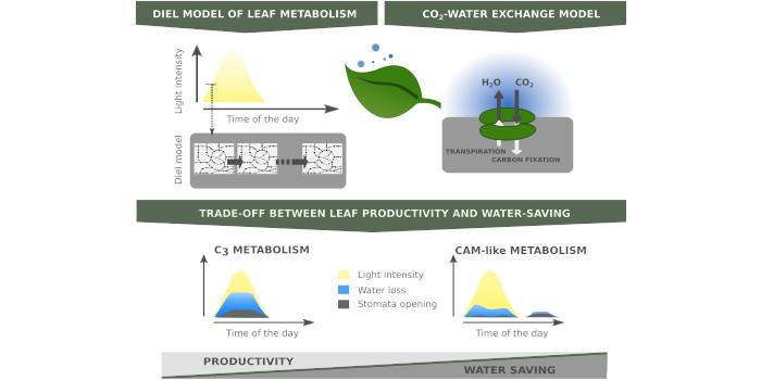 Combined Leaf Metabolism/gas Exchange Model