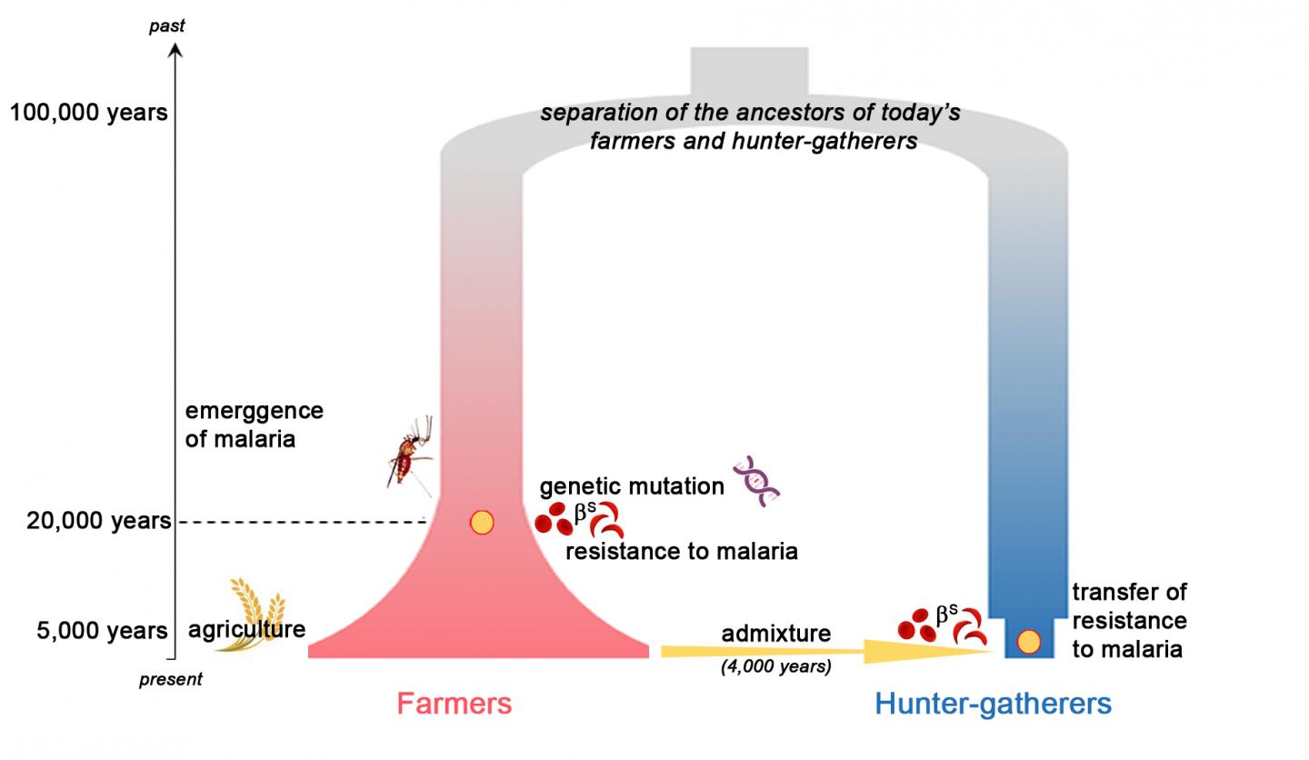 New Research Suggests Earlier Emergence Of Malaria In Africa