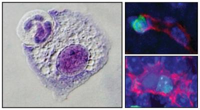 Microscopy Images of Macrophages