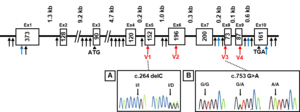 Figure 1: DNA sequence chromatograms