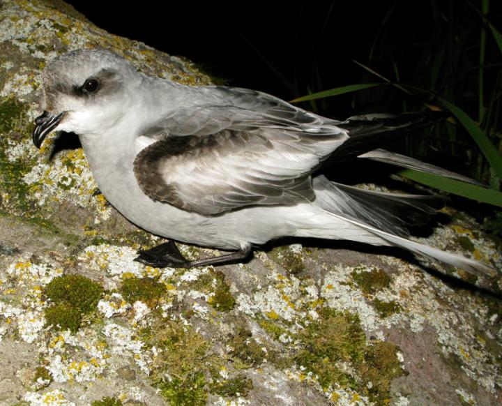 Fork-Tailed Storm Petrel