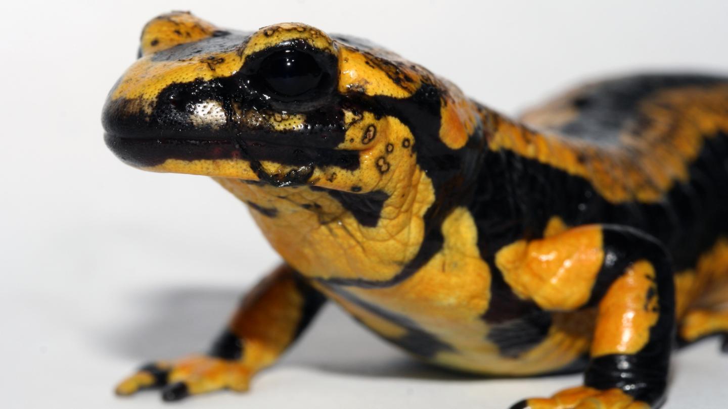 Invasive Fungus Is Killing European Salamanders