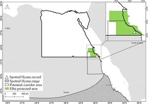 New spotted hyena record in Egypt