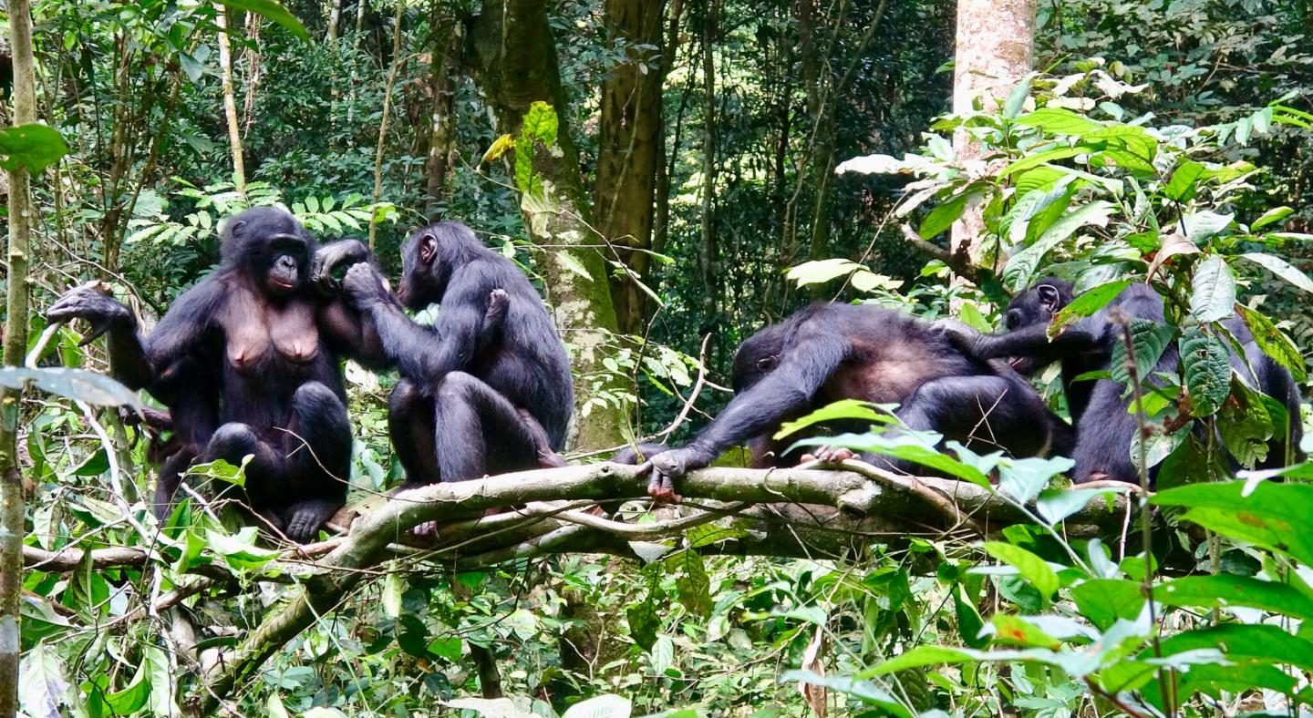 Bonobo grooming