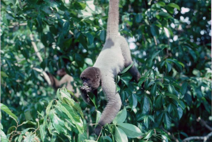 Grey Woolly Monkey