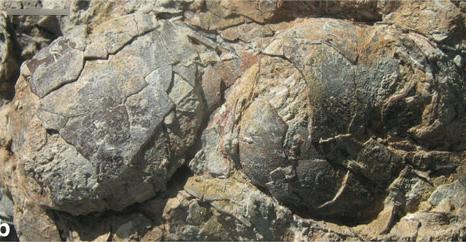 Two of the Fossilized Wnantiornithine Wggs