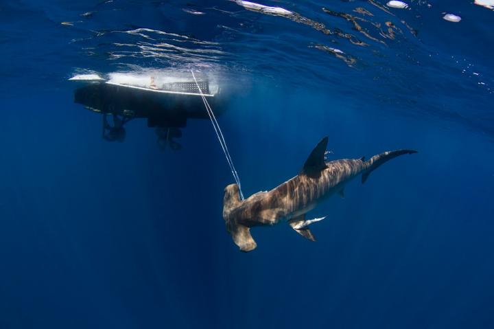 University of Miami Shark Research and Conservation Program's Field Research